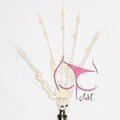 articulated fingers